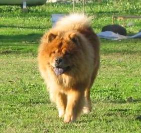 Chow Chow
